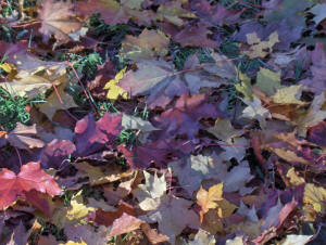 picture of fallen Maple Leaf