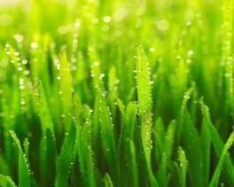 closeup of young grass